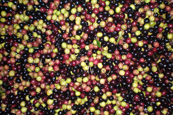 Olivas en la tolva de recogida