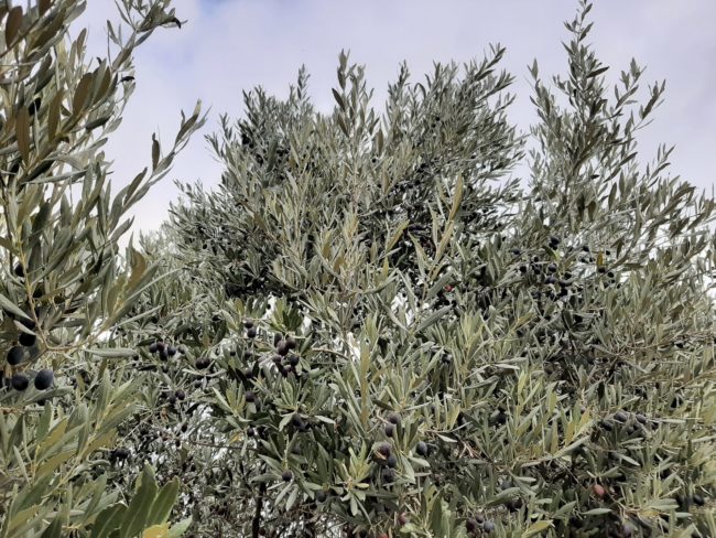 Olivas Empeltre en La Corona