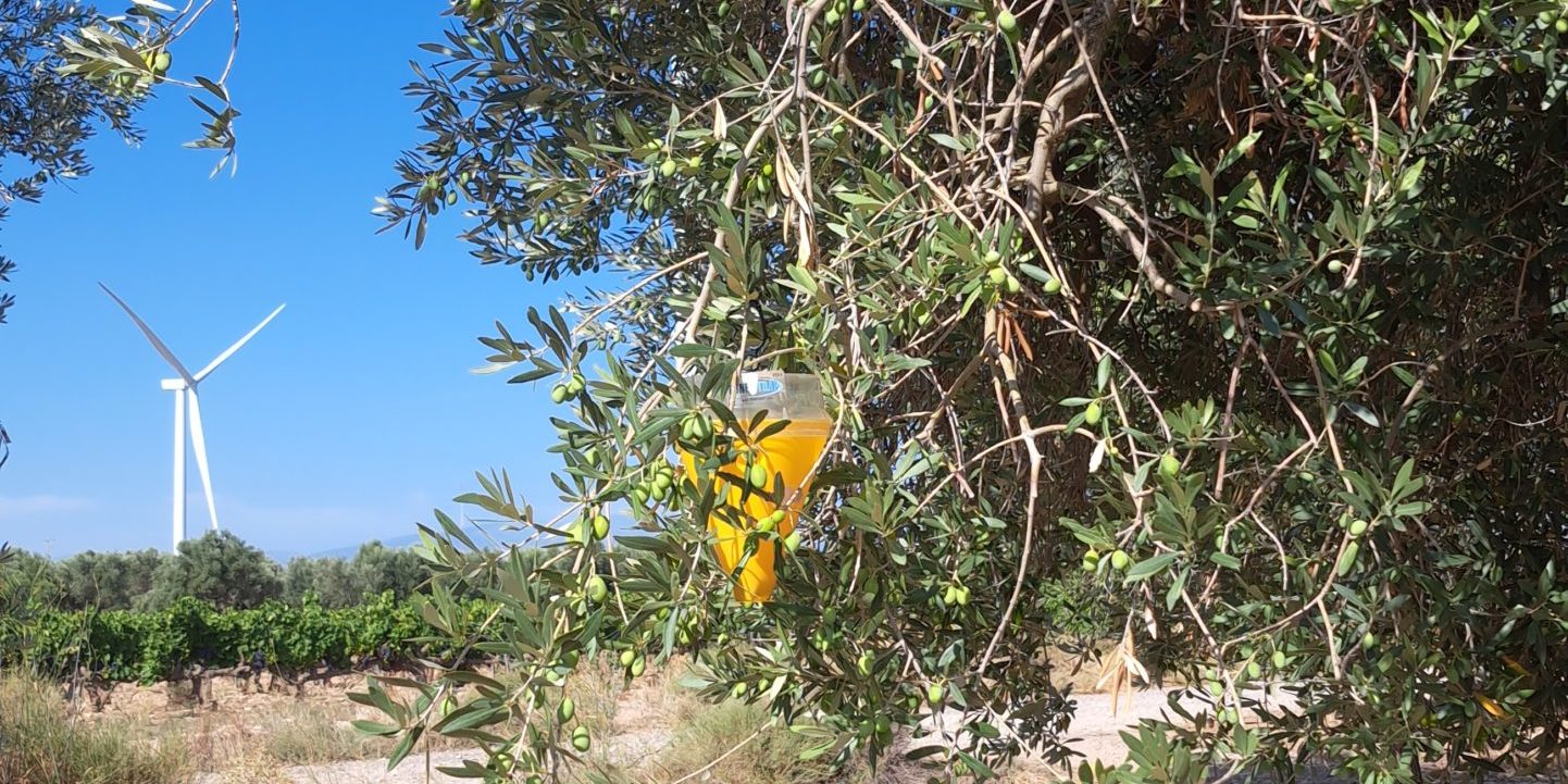 2024-08-27_Trampa 1 La Corona Tramp amarilla caza moscas