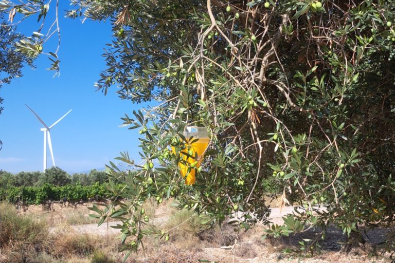 Tramp amarilla caza moscas